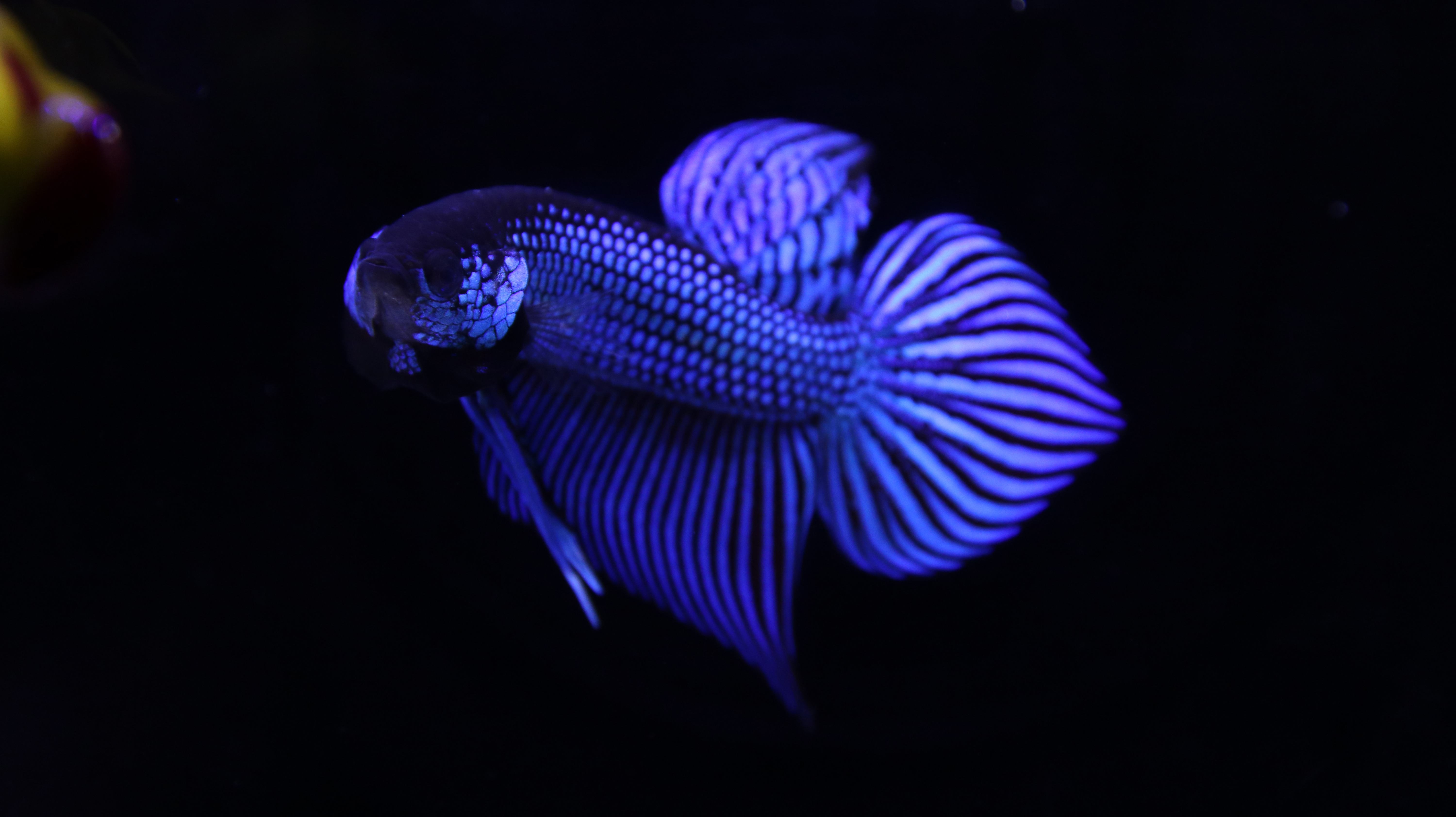 Mahachai Betta from AF Plakad Thai